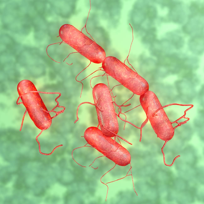 salmonella